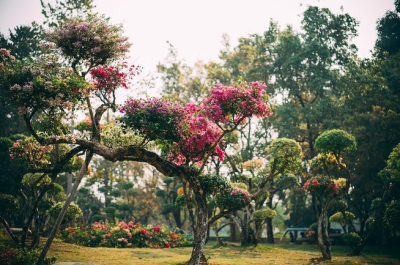 西双版纳热带花卉园