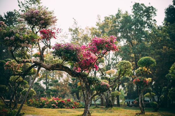 西雙版納熱帶花卉園